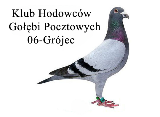 groj kopia